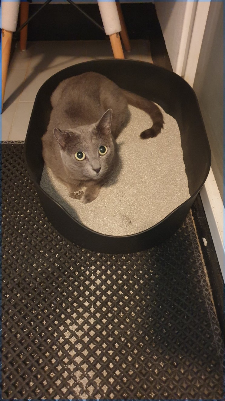  고양이 모래 추천, 두부모래에서 벤토나이트로 바꾸기 - 냥이선호도 최상의 벤토나이트 (헬로밀리 모래)