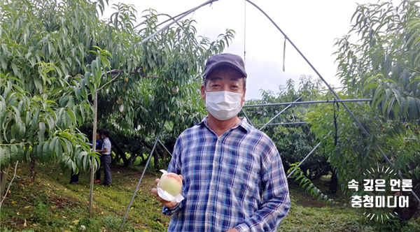  [충청미디어] 옥천군 ‘제9대 복숭아왕’ 35년 재배농 김흥식씨 선정