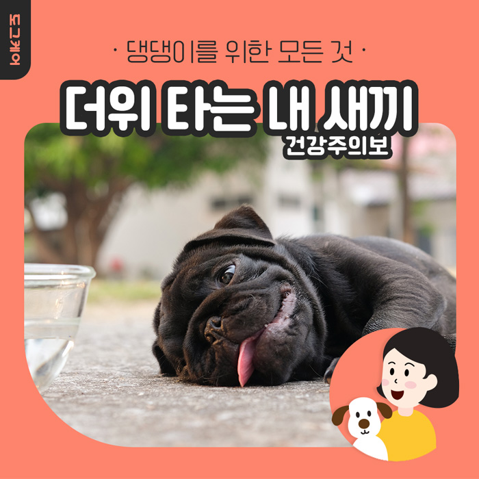  여름철 강아지 더위 피하는 방법