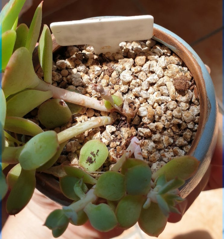  비취후리데 다육이. 초록 애벌레습격! 여름나기 힘들군