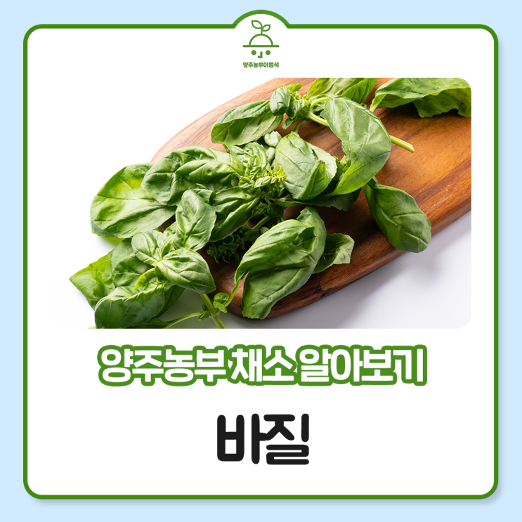  향긋한 바질 효능 알아보기!