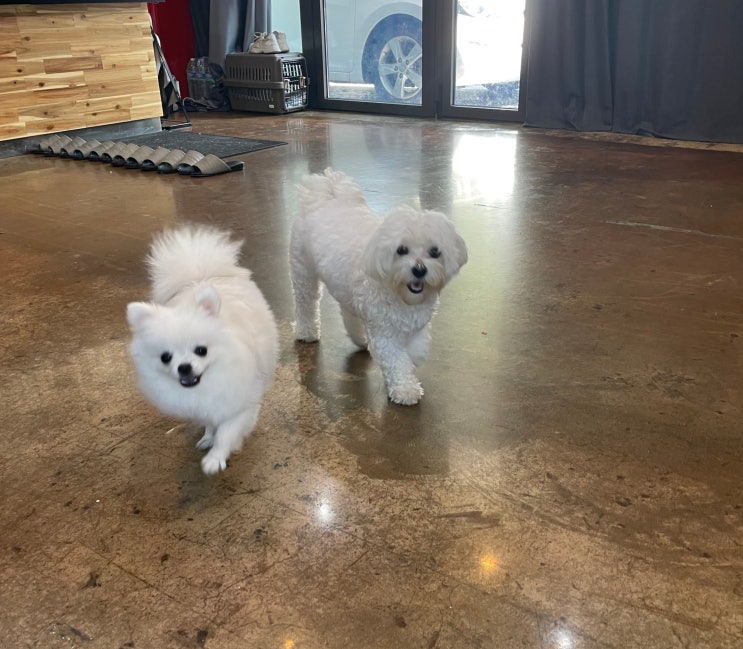  애견카페를 가다! 말티즈,포메라니안 댕친남 일상