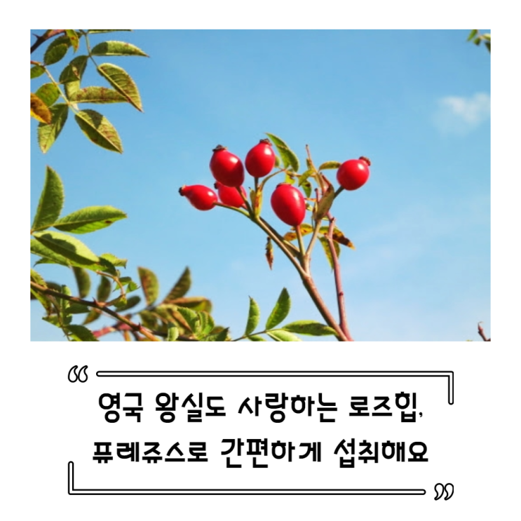  영국 왕실도 사랑하는 로즈힙 퓨레쥬스로 간단하게 섭취해요