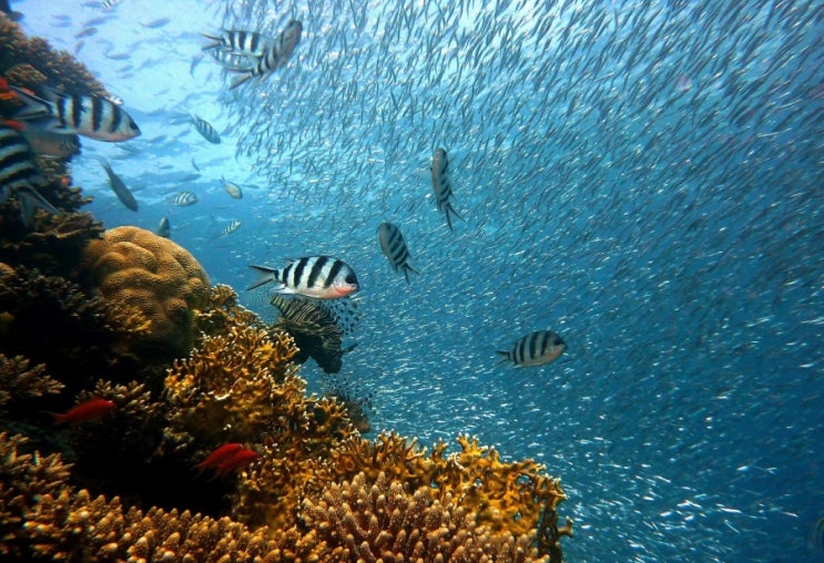 태국, 산호초 유해 성분 함유 선크림 바다 사용 금지
