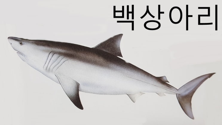 먹장어 칠성장어 상어 가오리 특징 먹이(무악어류 연골어류)