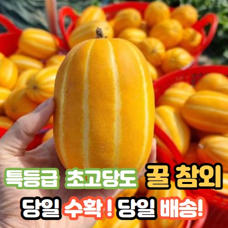 선호도 좋은 [당일수확+당일배송] 성주 꿀 참외 프리미엄 로얄과 백화점상품 2/3/5/10kg, 5kg 추천합니다