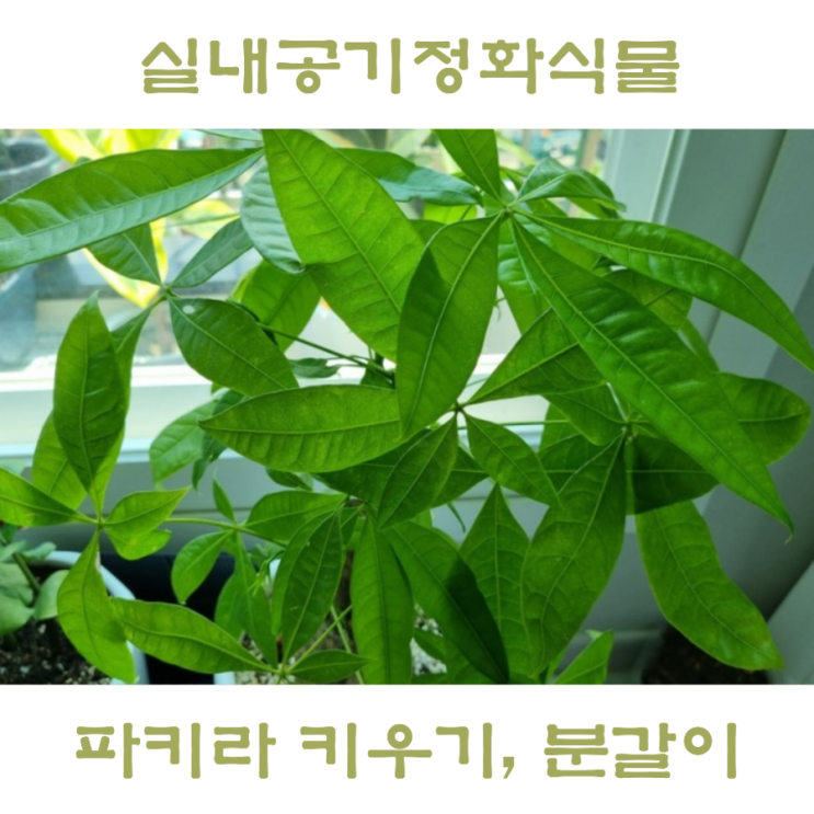  파키라 키우기 분갈이 후 물주기, 실내 공기정화식물 바키라