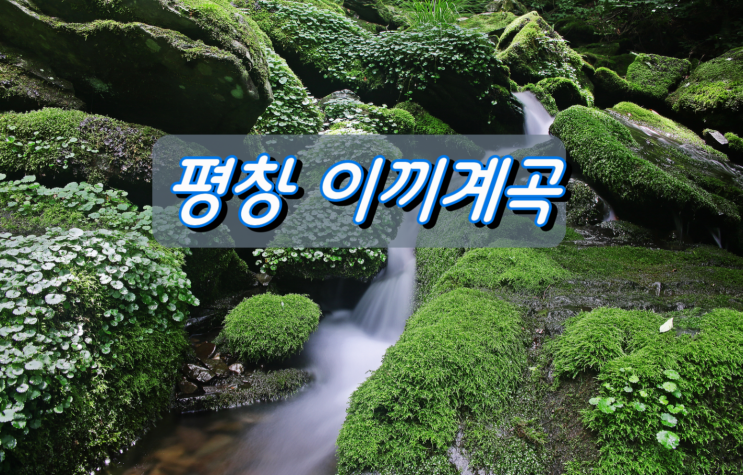 훼손되는 모습이 안타까운 이끼사진 촬영 명소 평창 이끼계곡 훼손되는 모습이 안타까운 이끼사진 촬영 명소 평창 이끼계곡