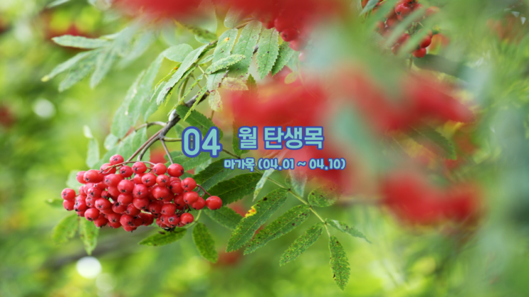  4월 탄생목 마가목 의미 와 뜻 (04.01~04.10)