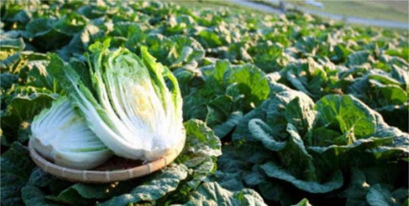 자르기 버터버 당귀 부추 대파 시금치 더덕 부추 진정 산쑥 3