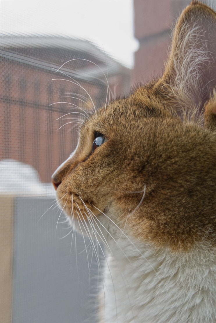  feliway classic 펠리웨이 클래식 고양이 스트레스 완화용 디퓨저(훈증기보다 스프레이용 추천)