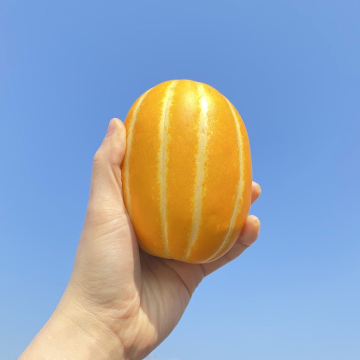 후기가 좋은 성주 참외 꿀참외 성주정품 산지직송 2.5kg 5kg 10kg, 2.5kg 대과 추천해요 후기가 좋은 성주 참외 꿀참외 성주정품 산지직송 2.5kg 5kg 10kg, 2.5kg 대과 추천해요