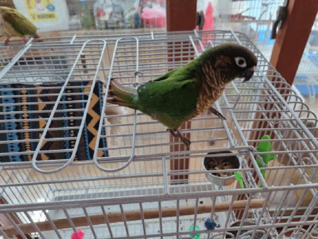 [앵무새키우기] 귀염둥이 앵무새, 사고뭉치 앵무새