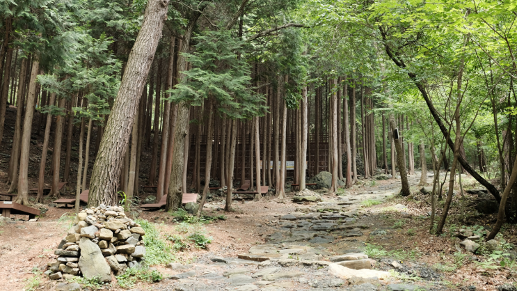 보령 성주산 자연휴양림 | 잘 갖추어진 캠핑장과 놀이시설 | 인상적인 편백나무숲