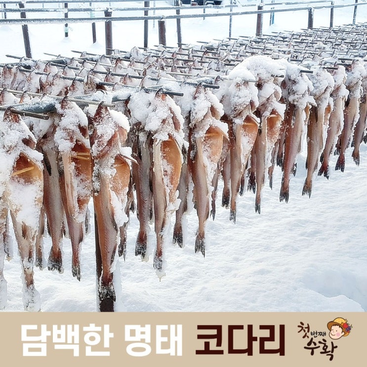 선호도 높은 반 건조 깔끔 명태 코다리 조림 찜 무침 구이 강정 맛집, 10마리 추천합니다 선호도 높은 반 건조 깔끔 명태 코다리 조림 찜 무침 구이 강정 맛집, 10마리 추천합니다