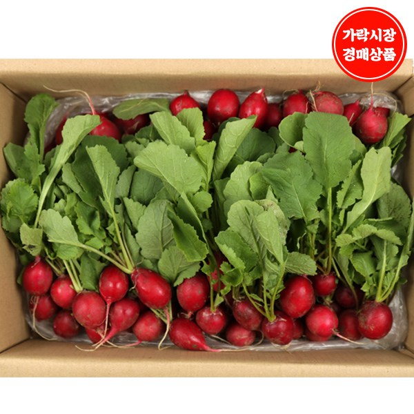 인기 많은 [가락시장 경매 식자재 채소] 레디쉬 2kg내외, 1box 추천합니다