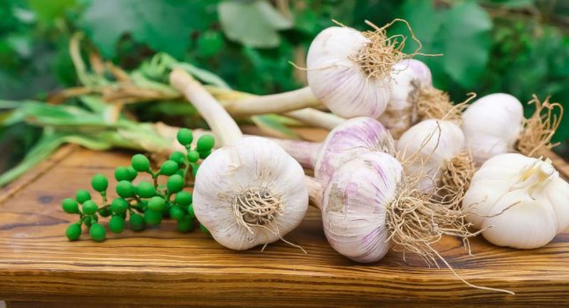 자르기 버터버 당귀 부추 대파 시금치 더덕 부추 진정 산쑥 2