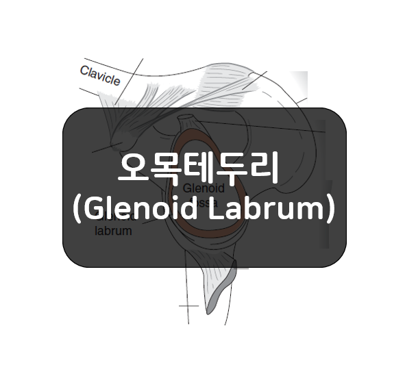 어깨관절의 오목테두리(Glenoid Labrum)