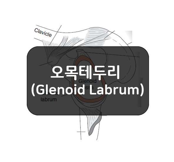  어깨관절의 오목테두리(Glenoid Labrum)