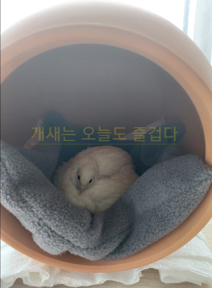  장룡이의 포란2