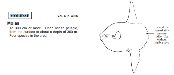 Family Molidae Bonaparte 1832 (molas or ocean sunfishes)... 