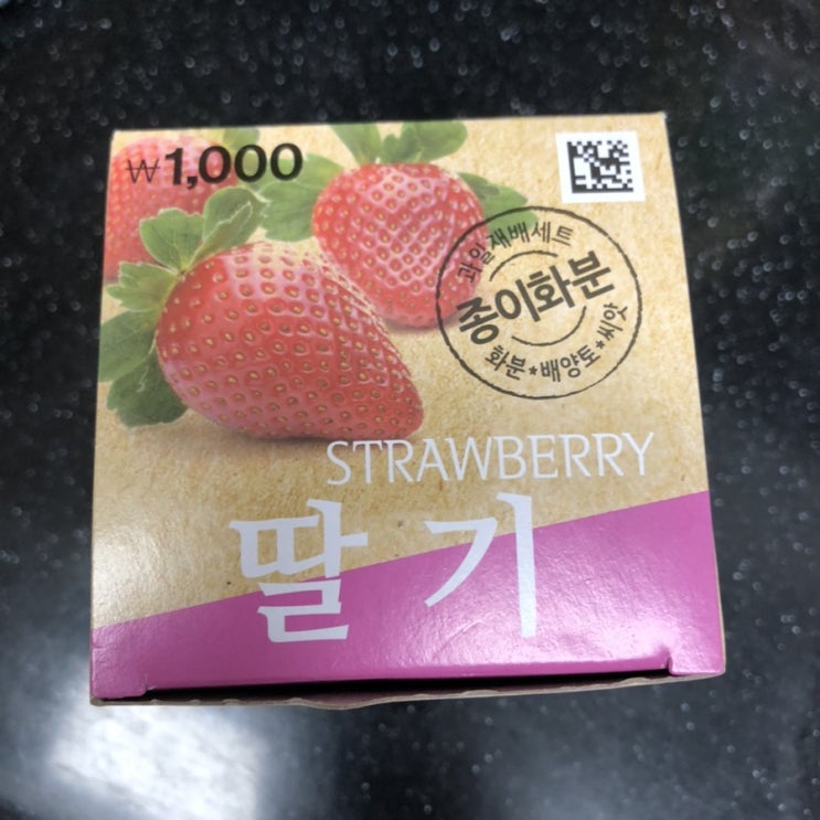  다이소에서 구입한 과일재배세트 '종이화분 딸기' 키우기