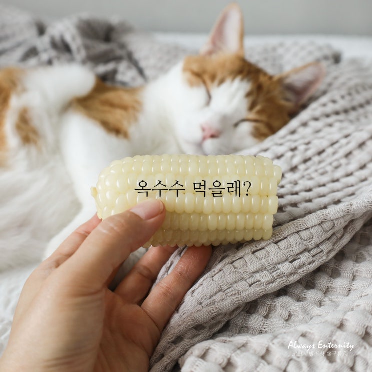  고양이 옥수수 먹어도 되나요? 주의사항 4가지