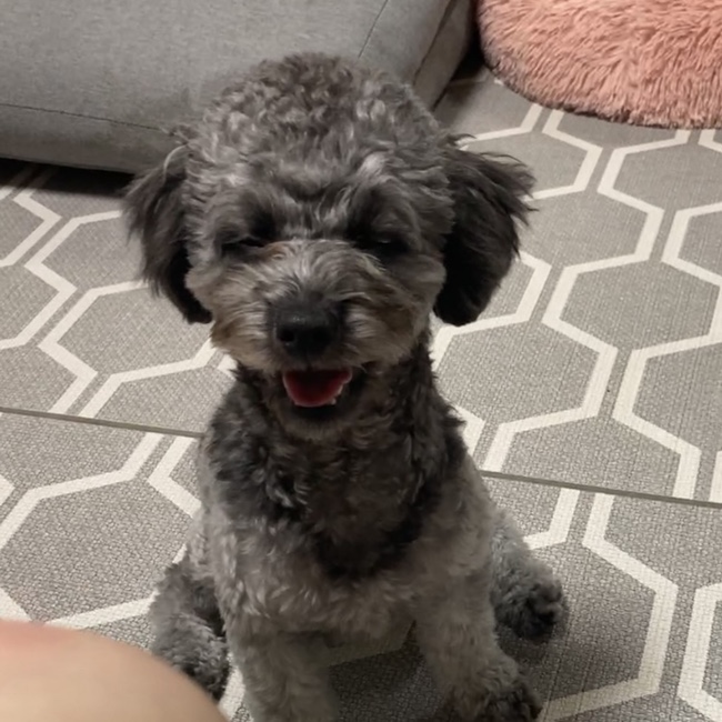  [김콩지] 8월 실버푸들 강아지일상_1