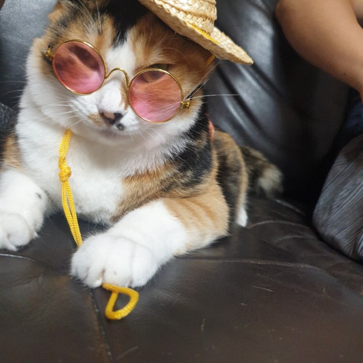  애완동물 고양이 옷 다이소 용품