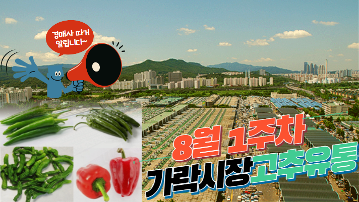  [경매사가 알립니다] 가락시장 8월 1주차 고추 유통현황