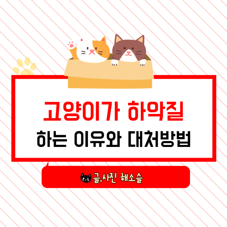  고양이가 하악질하는 이유와 대처방법