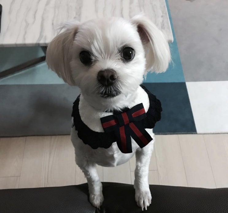  [부산 인테리어 길] 귀염둥이 7살 말티즈 눈물 자국 제거 방법