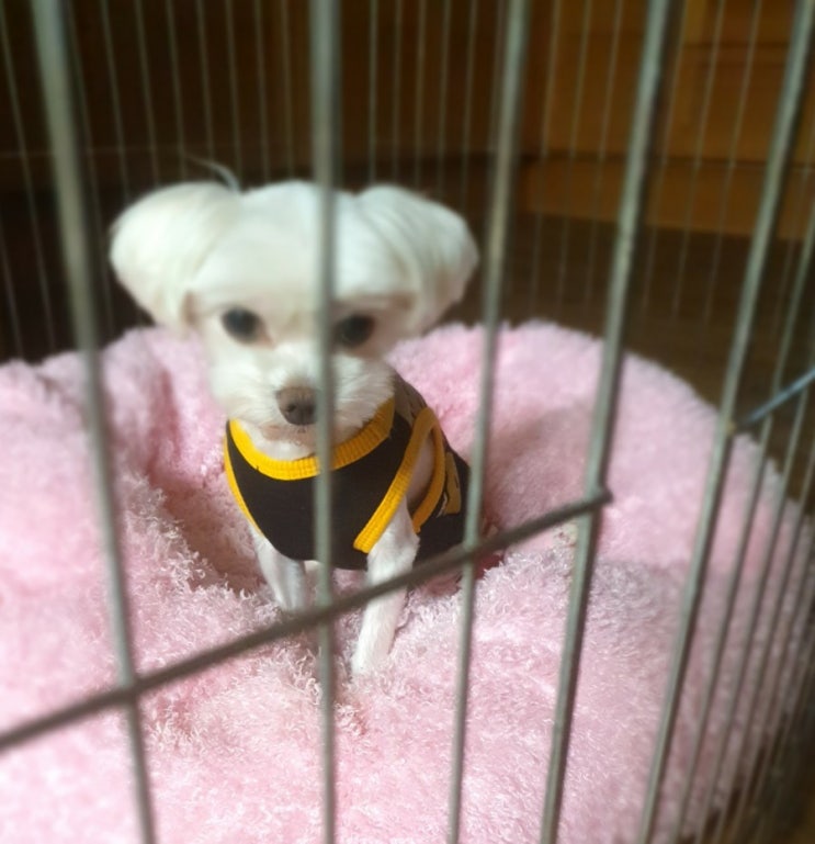  견생의 기로에서서