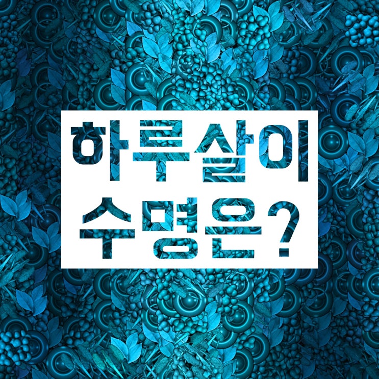하루살이 수명, 실제로는 몇 년인지 아세요? 하루살이 수명, 실제로는 몇 년인지 아세요?