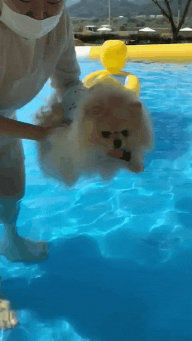  파리 올림픽 수영 국가대표에도 부족함 없는 댕댕이 등장!