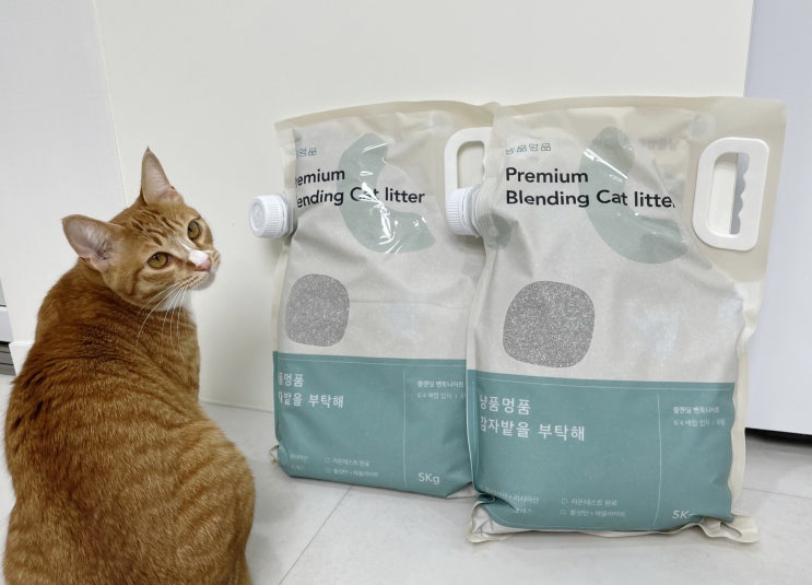  세계고양이의날 고양이선물 냥품명품에서 모래와 츄르 선물해주기