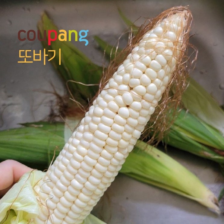 선택고민 해결 강원도 영월 최고급 특상품 찰옥수수 미백2호 30박스 한정 수확과 동시에 바로배송 2~3일마다일괄배송!!, 30개, 미백 9kg 좋아요 선택고민 해결 강원도 영월 최고급 특상품 찰옥수수 미백2호 30박스 한정 수확과 동시에 바로배송 2~3일마다일괄배송!!, 30개, 미백 9kg 좋아요