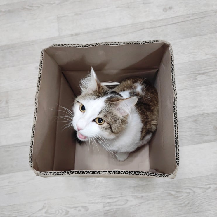 바잇미 에버크린 대용량 고양이모래 19kg 싸게 사는 방법 바잇미 에버크린 대용량 고양이모래 19kg 싸게 사는 방법