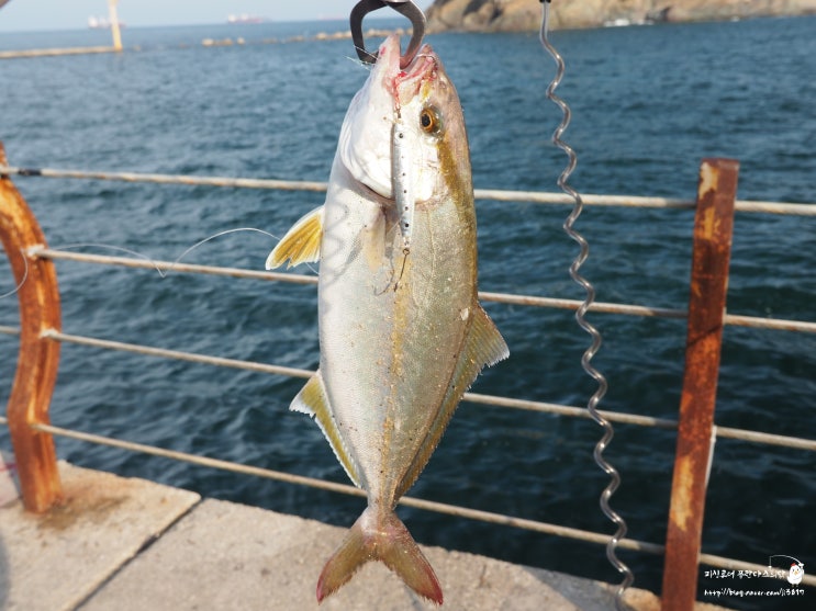  바다낚시여행하기 좋은 부산 감천항 동방파제 잿방어,전갱이 루어낚시 포인트