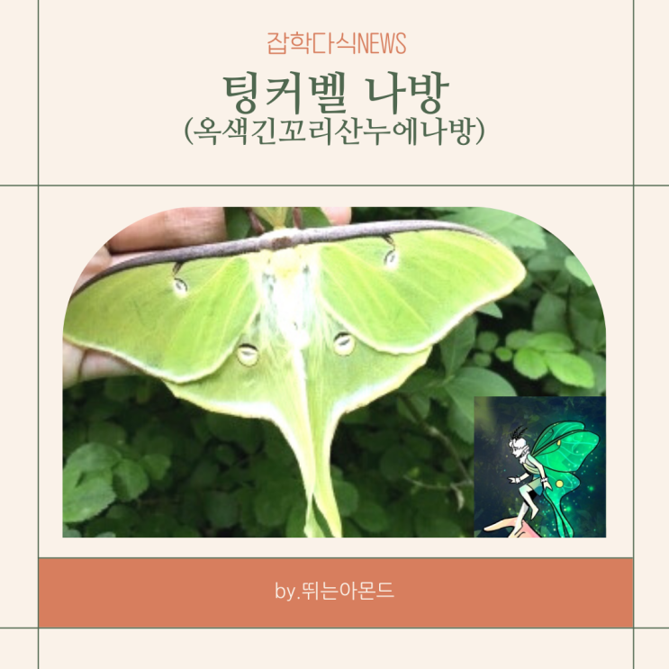  팅커벨 나방 발견,군대나방으로 유명한 옥색긴꼬리산누에나방.