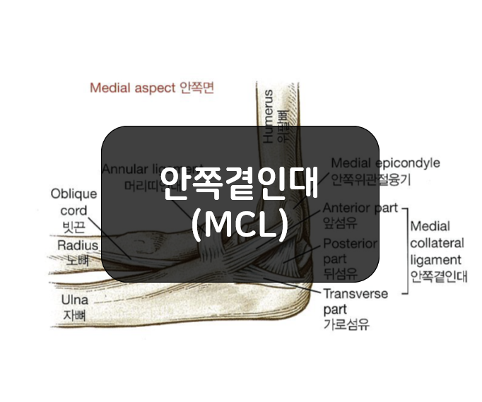 팔꿈치의 안쪽곁인대(Medial collateral ligament, MCL)