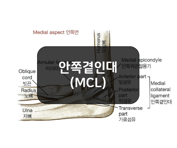  팔꿈치의 안쪽곁인대(Medial collateral ligament, MCL)