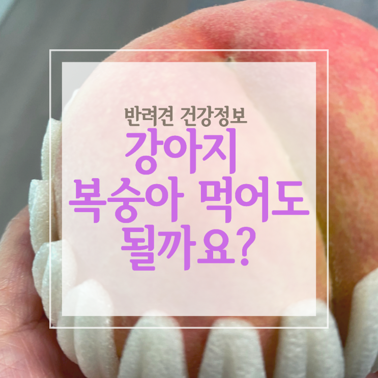  강아지 복숭아 먹어도 괜찮을까요? 알레르기와 씨