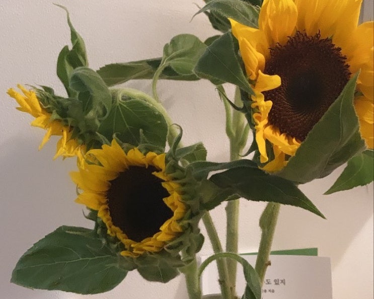  해바라기