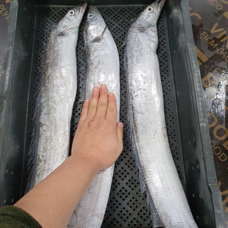 리뷰가 좋은 산지직송 목포 여수 군산 생물 먹갈치 특대갈치 2~3마리 손질 전 2.3~2.5kg 추천합니다 리뷰가 좋은 산지직송 목포 여수 군산 생물 먹갈치 특대갈치 2~3마리 손질 전 2.3~2.5kg 추천합니다