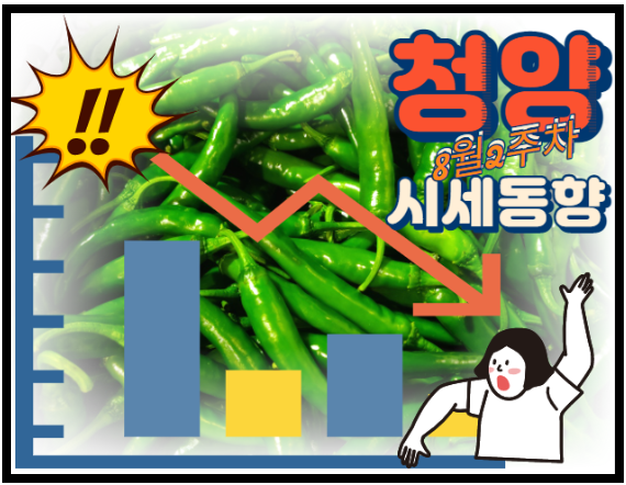  [청양고추 주간 경매동향] 매울 만큼 시세하락세가 두드러지네요~