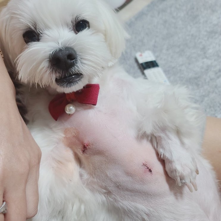  강아지 지방종 이란?? 지방종 생기는 이유. 원인과 치료방법.