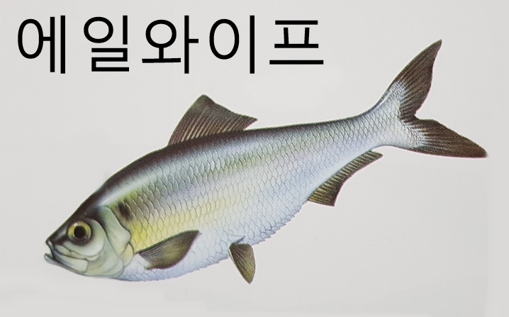  뱀장어 풀잉어 청어 종류 특징 먹이 서식지