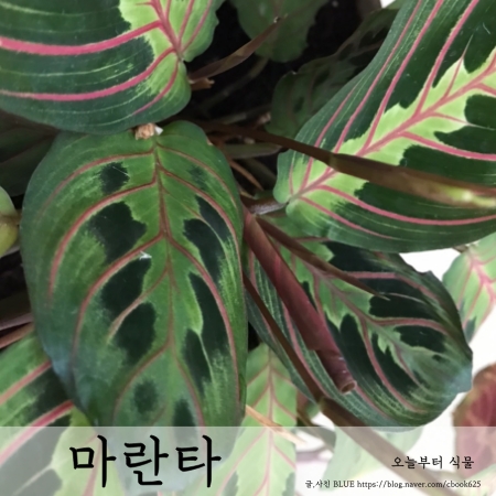  기도(하는) 식물 마란타 키우기