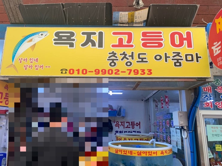  [통영 중앙활어시장] 욕지고등어(충청도 아줌마), 신선한 고등어회 맛집